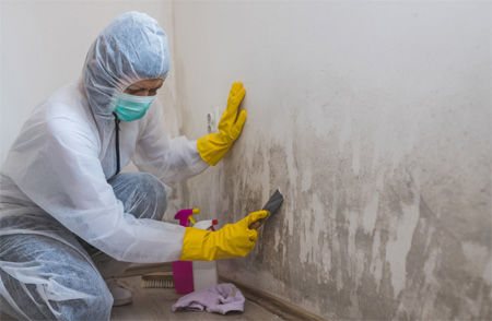 Mold Removal Services